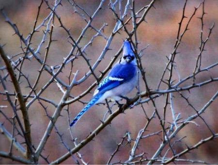 Bird, Blue Jay