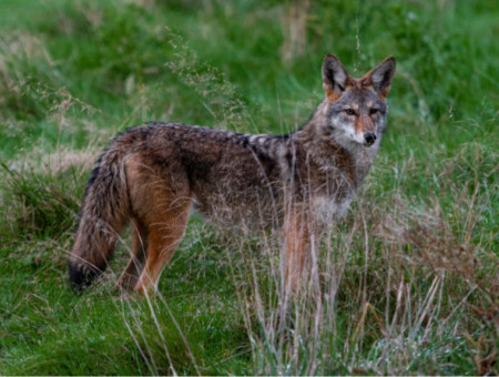 Creatures of the Night Coyote